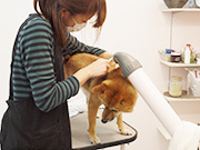DOG SALON ZOA