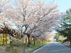 安浦の桜
