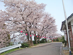 安浦の桜